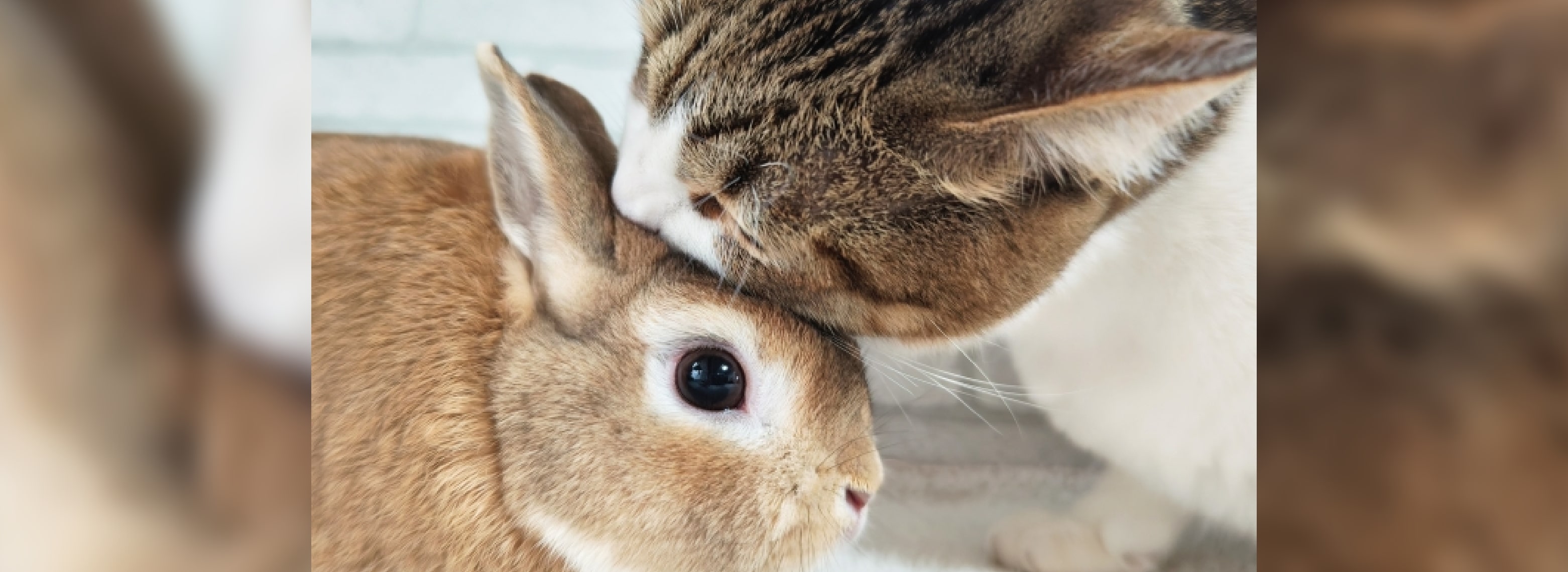 あおば動物クリニック