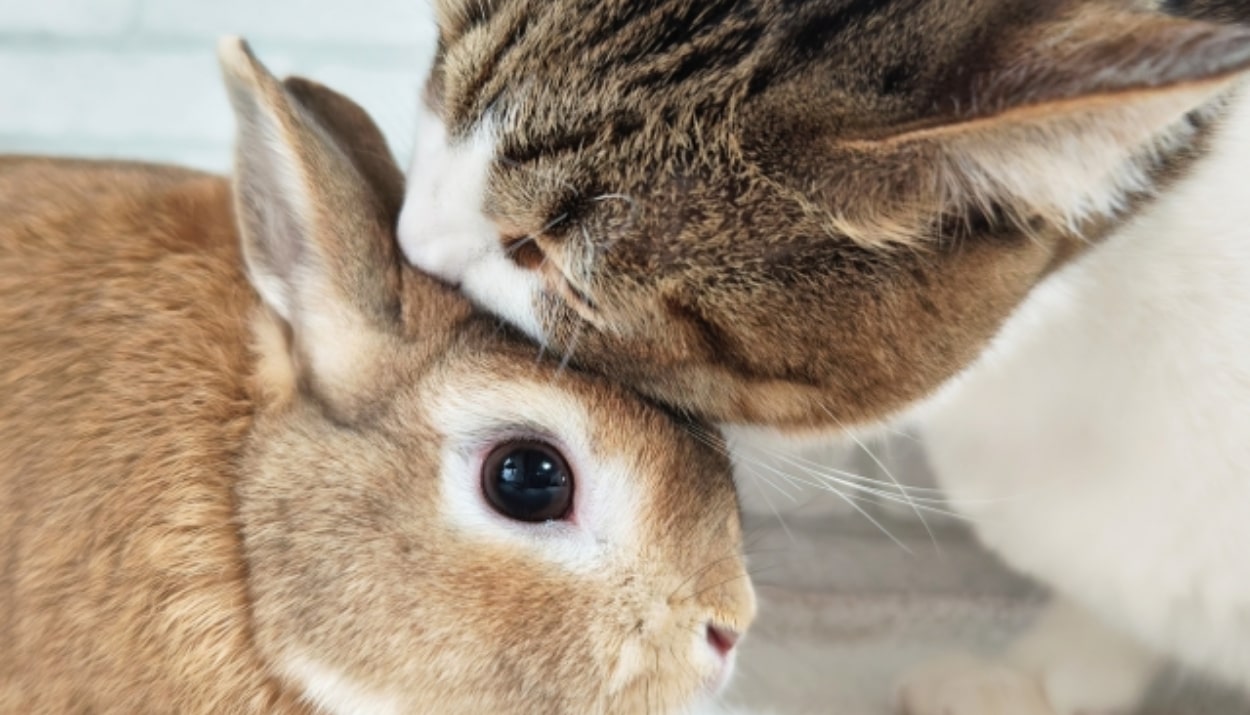 あおば動物クリニック